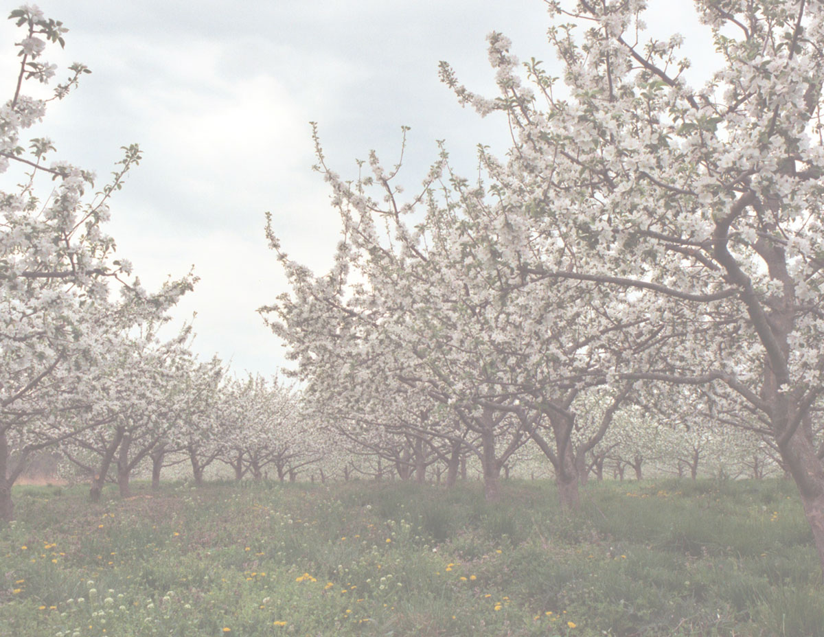 Blue Heron Orchard - About The Farm